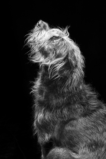 231126_Lou_dog_portrait_043_webPort
