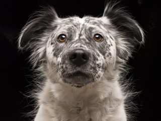 NEW! dog studio portraits