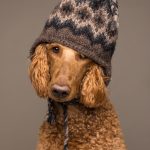 portrait of red poodle with winter hat on